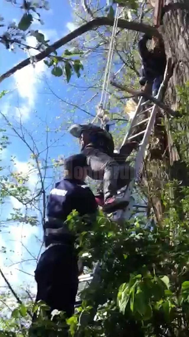 Pompierii l-au asigurat pe tânăr şi l-au coborât în siguranţă din copac