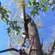 Tânăr peste care a căzut ramura groasă a unui copac, salvat de pompieri