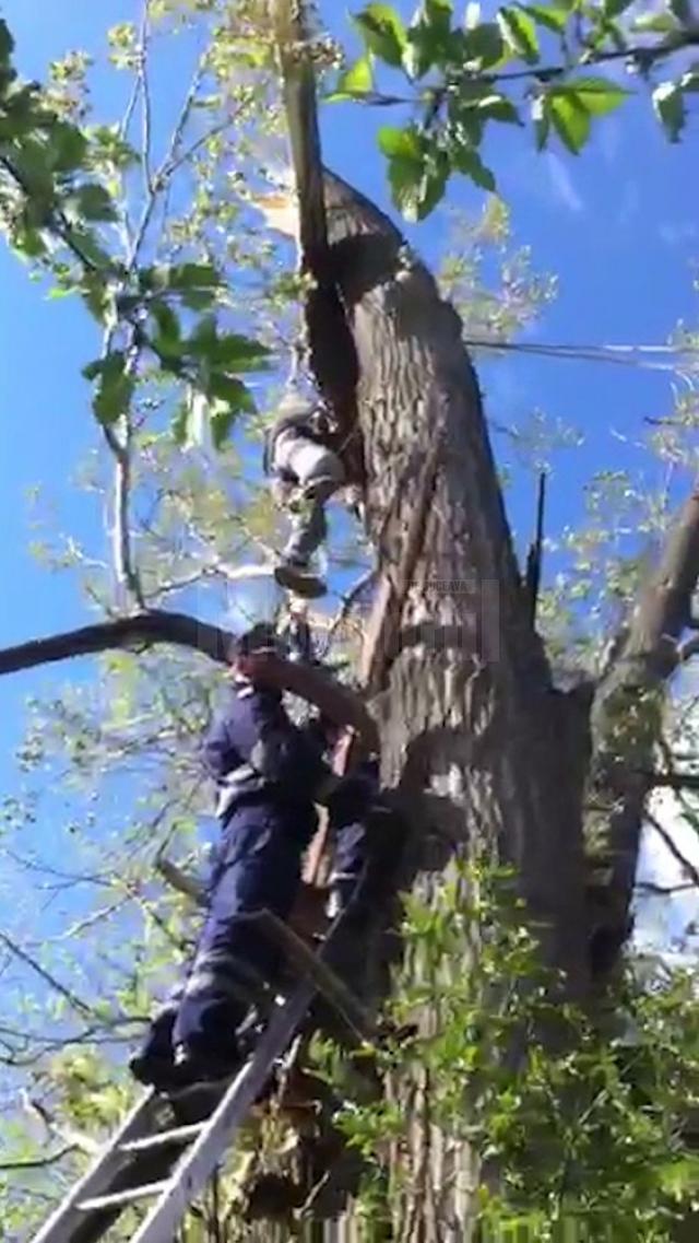 Tânăr peste care a căzut ramura groasă a unui copac, salvat de pompieri