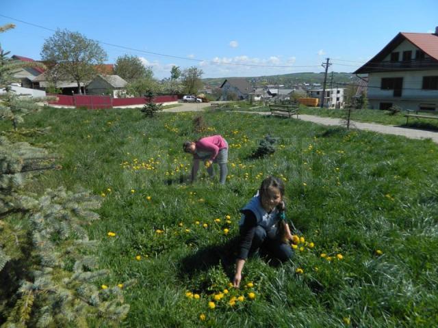 Activităţi de educaţie ecologică şi de protecţia mediului, la Cajvana