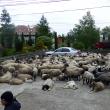 Oile şi câinii au fost aduşi în faţa primăriei