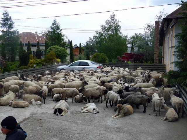 Oile şi câinii au fost aduşi în faţa primăriei