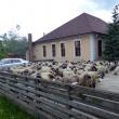 Oile şi câinii au fost aduşi în faţa primăriei