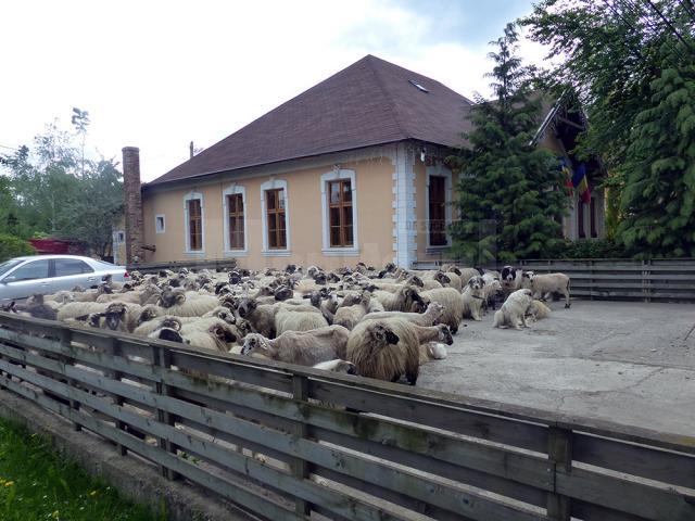 Oile şi câinii au fost aduşi în faţa primăriei