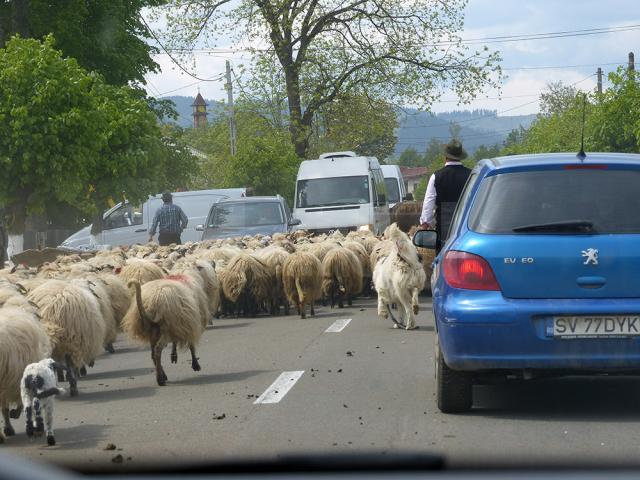 Revoltă cu oi şi vaci aduse în faţa primăriei