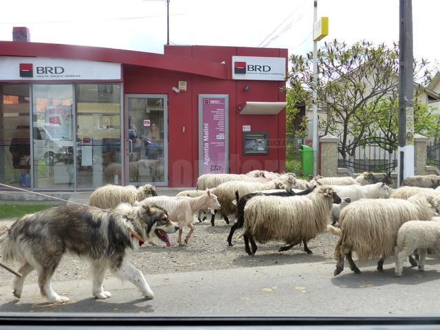 Revoltă cu oi şi vaci aduse în faţa primăriei