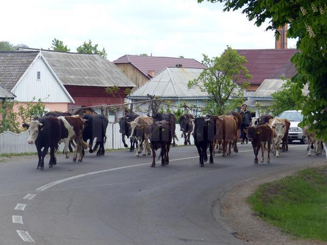 Revoltă cu oi şi vaci aduse în faţa primăriei
