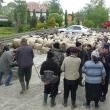Revoltă cu oi şi vaci aduse în faţa primăriei