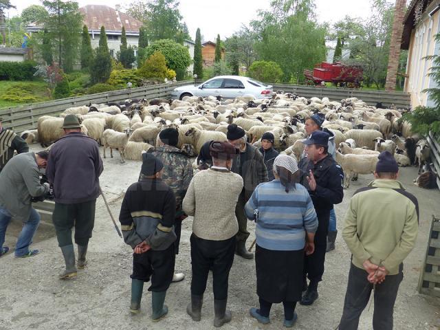 Marţi, crescătorii au venit în faţa primăriei cu peste 200 de oi şi 40 de vaci
