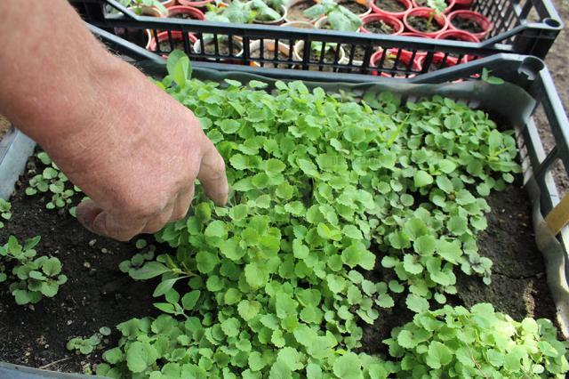 Un Gulliver sucevean in lumea liliputana a răsadurilor de plante