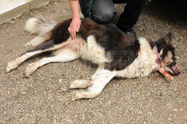Unul dintre câini, lovit în zona capului, a pierit pe loc, celalalt fiind în tratament la medic