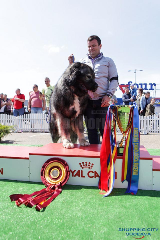 Un Ciobănesc Caucazian, desemnat marele câştigător al „Bucovina Dog Show 2016”