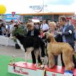 Frumoase exemplare din 65 de rase de câini au fost prezente la „Bucovina Dog Show 2016”