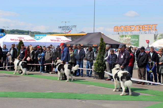 Frumoase exemplare din 65 de rase de câini au fost prezente la „Bucovina Dog Show 2016”