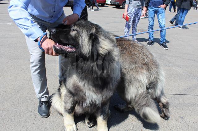 Sute de câini de rasă, admiraţi de 30.000 de spectatori, la cea de-a VIII-a ediţie a "Bucovina Dog Show"