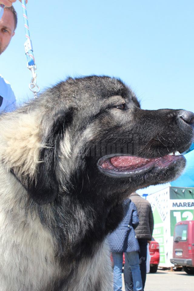 Sute de câini de rasă, admiraţi de 30.000 de spectatori, la cea de-a VIII-a ediţie a "Bucovina Dog Show"