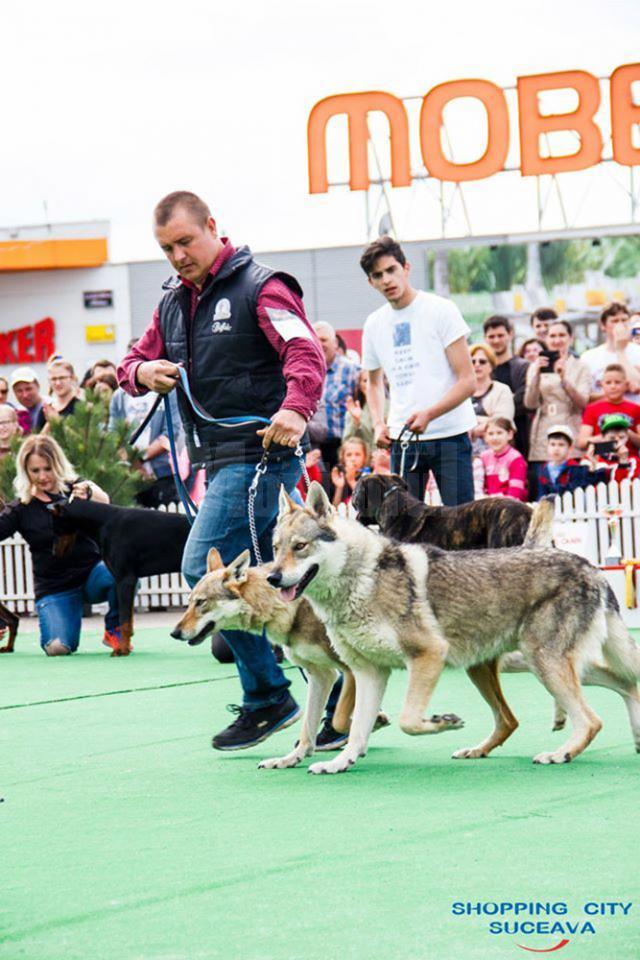 Sute de câini de rasă, admiraţi de 30.000 de spectatori, la cea de-a VIII-a ediţie a "Bucovina Dog Show"