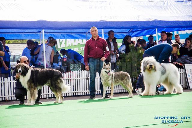 Sute de câini de rasă, admiraţi de 30.000 de spectatori, la cea de-a VIII-a ediţie a "Bucovina Dog Show"