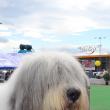 Sute de câini de rasă, admiraţi de 30.000 de spectatori, la cea de-a VIII-a ediţie a "Bucovina Dog Show"