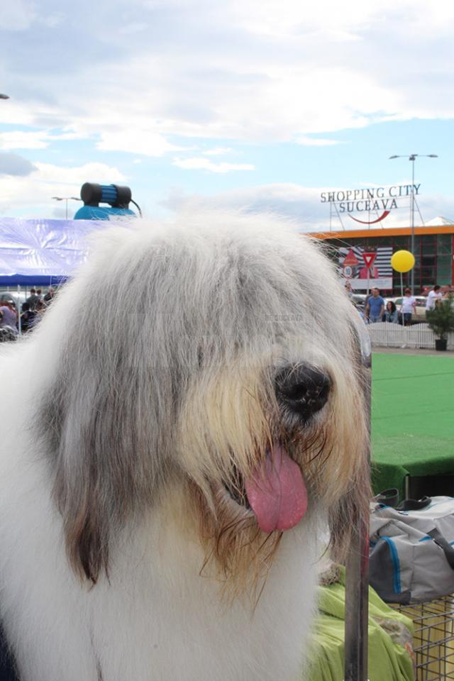 Sute de câini de rasă, admiraţi de 30.000 de spectatori, la cea de-a VIII-a ediţie a "Bucovina Dog Show"