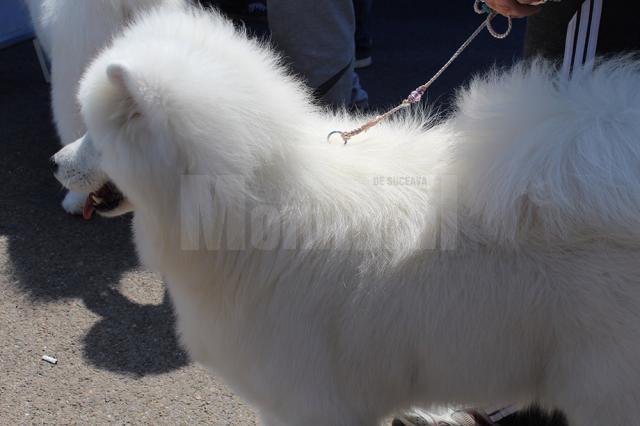 Sute de câini de rasă, admiraţi de 30.000 de spectatori, la cea de-a VIII-a ediţie a "Bucovina Dog Show"