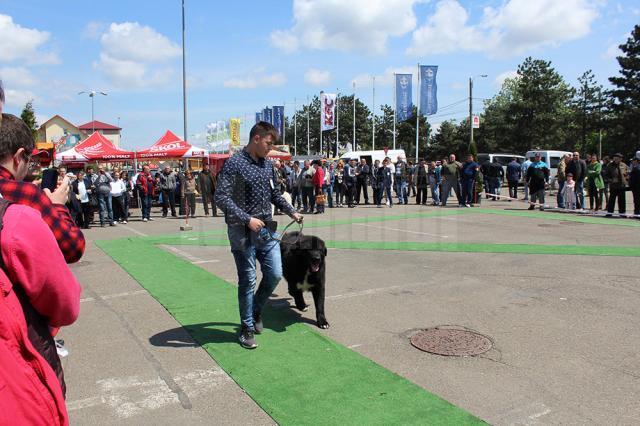 Sute de câini de rasă, admiraţi de 30.000 de spectatori, la cea de-a VIII-a ediţie a "Bucovina Dog Show"