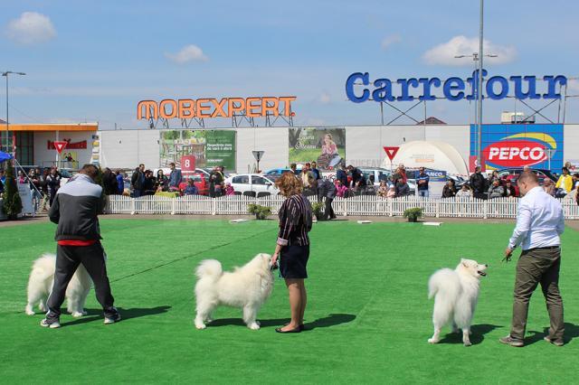 Sute de câini de rasă, admiraţi de 30.000 de spectatori, la cea de-a VIII-a ediţie a "Bucovina Dog Show"