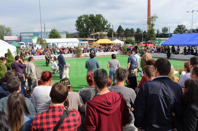 Sute de câini de rasă, admiraţi de 30.000 de spectatori, la cea de-a VIII-a ediţie a "Bucovina Dog Show"