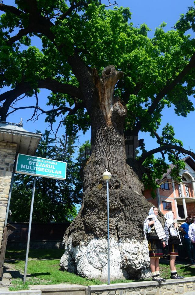 Simpozionul „Arborii ocrotiți, simbol al vitalității, diversității și frumuseții”, la Cajvana