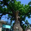 Simpozionul „Arborii ocrotiţi, simbol al vitalităţii, diversităţii şi frumuseţii”, la Cajvana