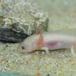 Salamandra Axolotl