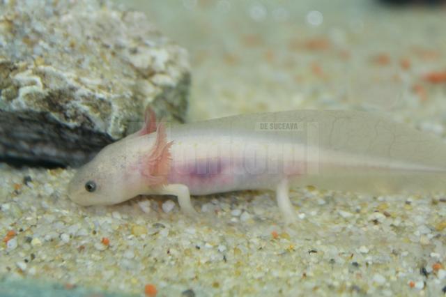 Salamandra Axolotl