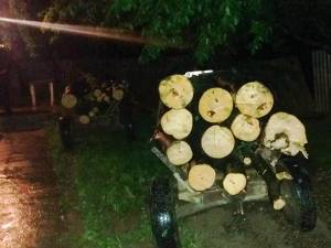 Două căruţe încărcate cu lemn proaspăt tăiat din pădure au fost confiscate de jandarmi duminică noapte