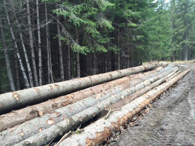 Lucrătorii Gărzii Forestiere Suceava au inventariat tăieri ilegale de arbori cu un volum de 1.340 metri cubi şi o valoare de 390.700