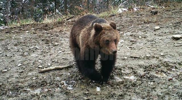 Pericol de atacuri de urs, semnalat de Garda Forestieră Suceava