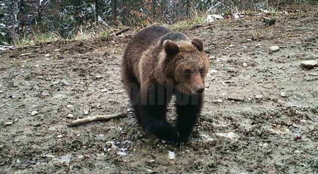 O ursoaică cu doi pui, spaima locuitorilor din zona de munte a Sucevei