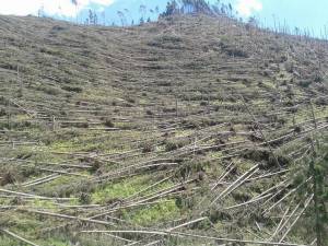 Aproape 500.000 de arbori au fost puşi la pământ