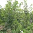Pădurile distruse de dezastre naturale, refăcute integral, în timp record, de Direcţia Silvică Suceava