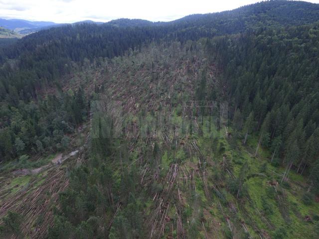 Mii de hectare de pădure, afectate de doborâturile de vânt, la Moldoviţa