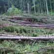 1,7 hectare de pădure au fost defrişate de vântul turbat, la Falcău