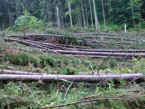 1,7 hectare de pădure au fost defrişate de vântul turbat, la Falcău