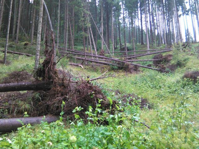 Mii de arbori, smulşi din pământ sau rupţi, după o furtună de un sfert de oră