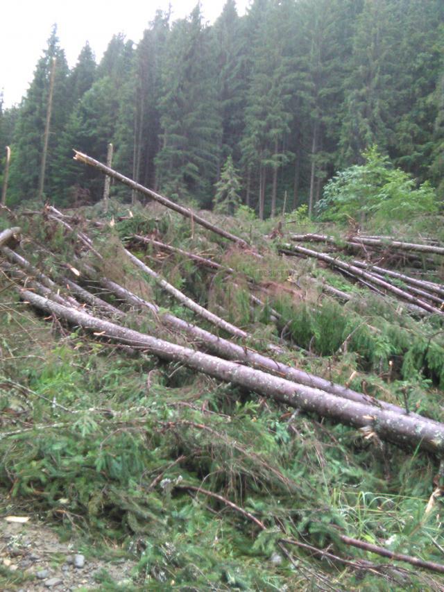 Mii de arbori, smulşi din pământ sau rupţi, după o furtună de un sfert de oră