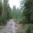 Mii de arbori, smulşi din pământ sau rupţi, după o furtună de un sfert de oră