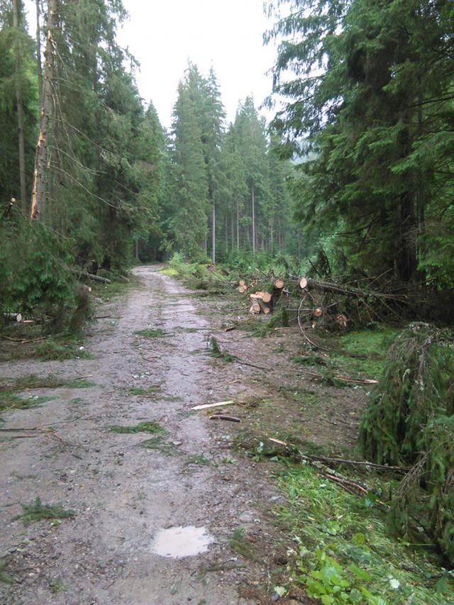 Mii de arbori, smulşi din pământ sau rupţi, după o furtună de un sfert de oră