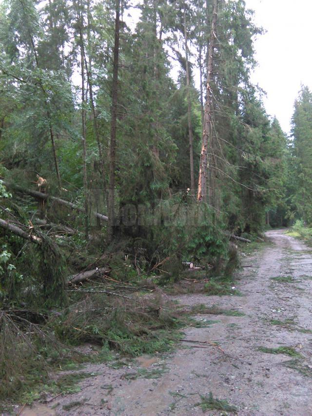 Mii de arbori, smulşi din pământ sau rupţi, după o furtună de un sfert de oră