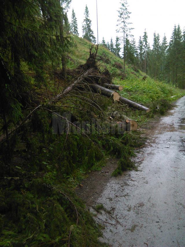 Mii de arbori, smulşi din pământ sau rupţi, după o furtună de un sfert de oră