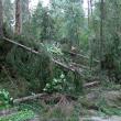 Mii de arbori, smulşi din pământ sau rupţi, după o furtună de un sfert de oră