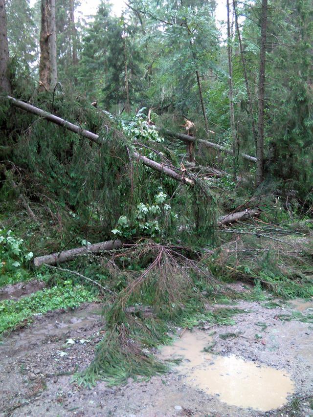 Mii de arbori, smulşi din pământ sau rupţi, după o furtună de un sfert de oră