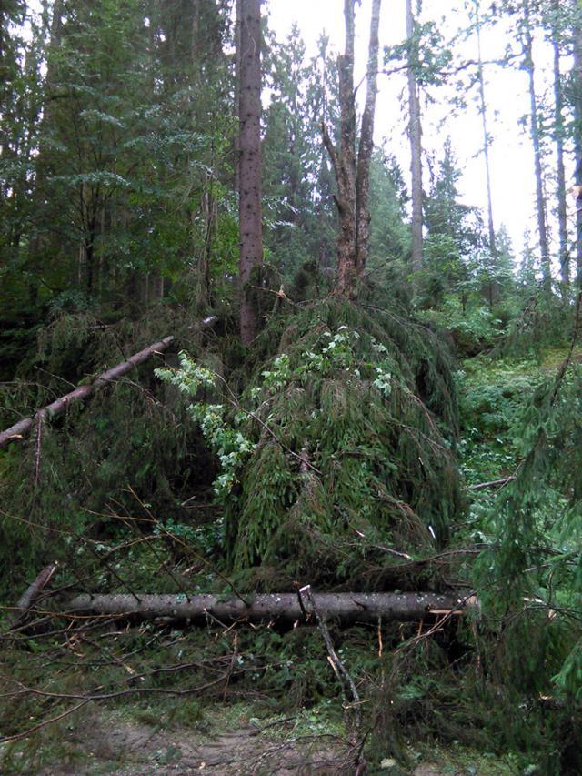 Mii de arbori, smulşi din pământ sau rupţi, după o furtună de un sfert de oră